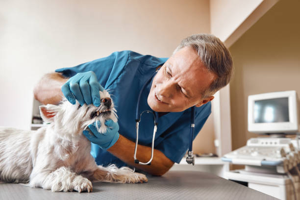 Best Emergency Dental Care for Abscessed Tooth in North Catasauqua, PA